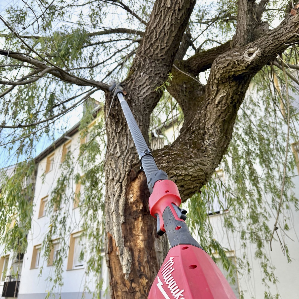 V Mariboru na Koroških vratih, nedaleč od svojega doma, sem očistil krošnjo vrbe žalujke (Salix babylonica), visoke okoli 10 metrov, ki je bila pred nekaj leti obglavljena. Kljub delnemu odstopanju lubja na južni stra…