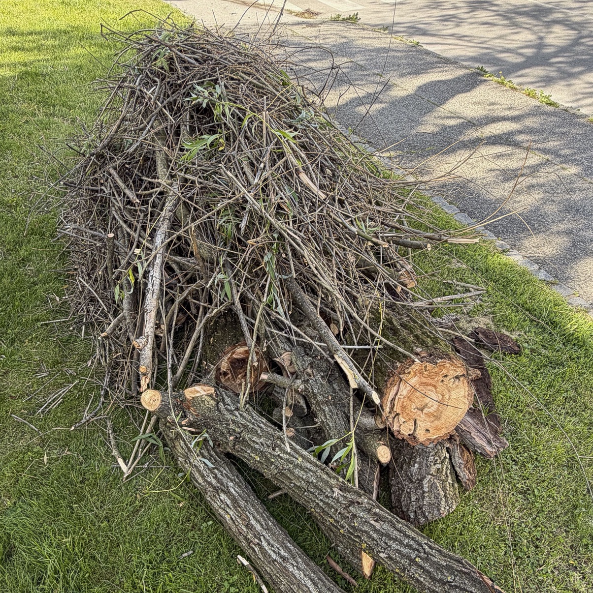 V Mariboru na Koroških vratih, nedaleč od svojega doma, sem očistil krošnjo vrbe žalujke (Salix babylonica), visoke okoli 10 metrov, ki je bila pred nekaj leti obglavljena. Kljub delnemu odstopanju lubja na južni stra…