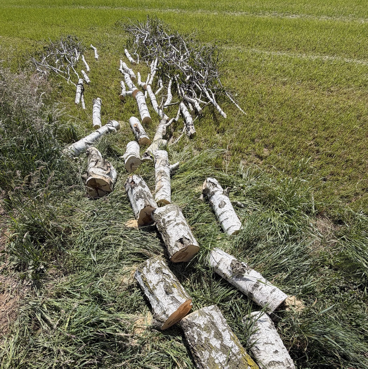 Na Miklavžu na Dravskem polju sem poleg novo zgrajene hiše brez fasade posekal 12-metrsko dvodebelno navadno brezo (Betula pendula). Lastnik se je odločil za rušenje drevesa, ker je močno zamiralo, čeprav so iz njega …