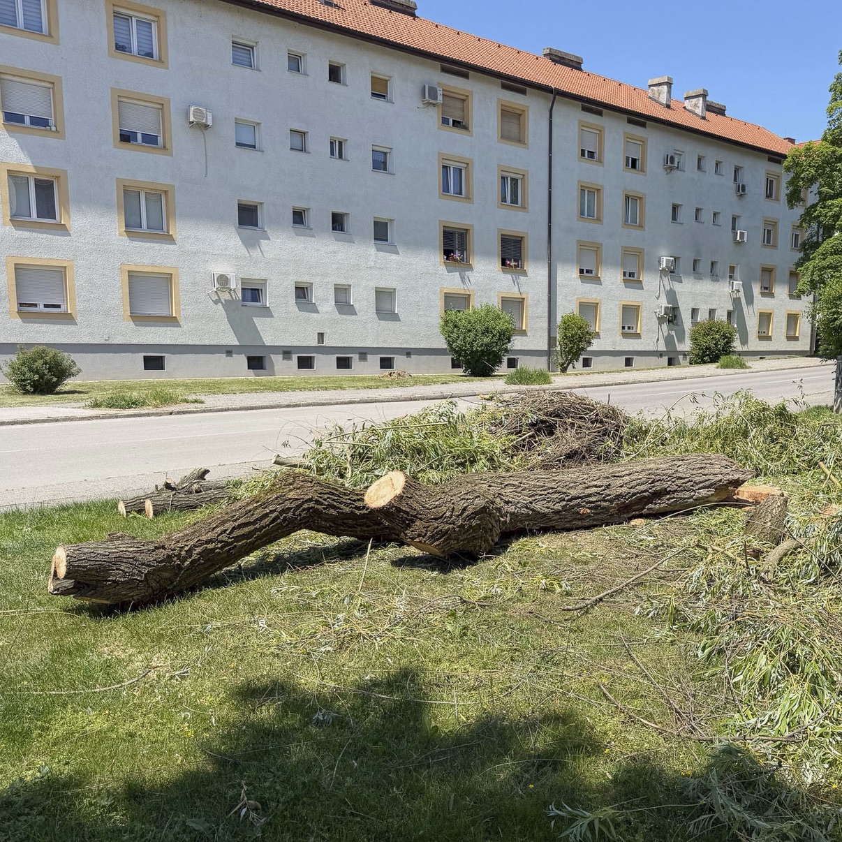 V Mariboru na Koroških vratih sem izvedel rušenje 10-metrske vrbe, na kateri sem pred enim tednom po naročilu lastnikov kot podizvajalec opravil odstranitev suhih vej. Takrat sem ob podrobnejšem pregledu stanja dreves…