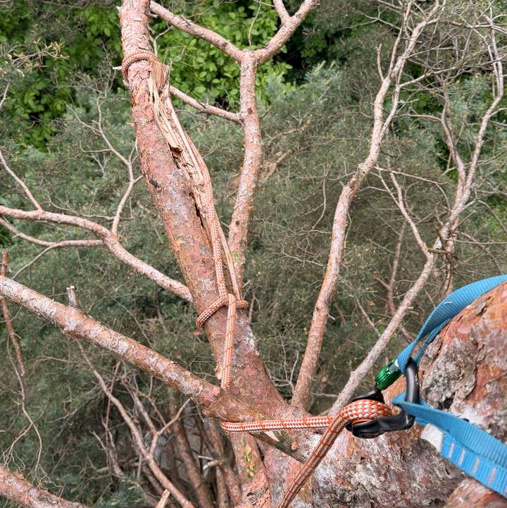 Nad Bresternico sem opravil nego več borovcev, smrek in pacipres, višine okoli 20 metrov. Vsem tem drevesom na gozdni parceli s hišo sem odrezal suhe veje do višine 6 metrov. Na en borovec pa sem splezal z uporabo arb…