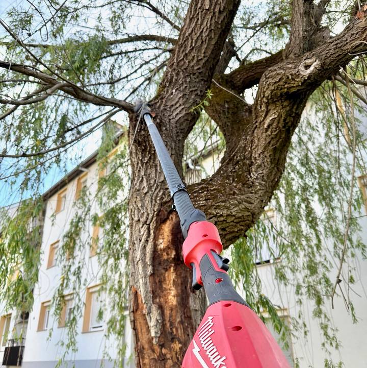 V Mariboru na Koroških vratih, nedaleč od svojega doma, sem očistil krošnjo vrbe žalujke (Salix babylonica), visoke okoli 10 metrov, ki je bila pred nekaj leti obglavljena. Kljub delnemu odstopanju lubja na južni stra…