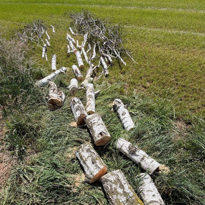 Na Miklavžu na Dravskem polju sem poleg novo zgrajene hiše brez fasade posekal 12-metrsko dvodebelno navadno brezo (Betula pendula). Lastnik se je odločil za rušenje drevesa, ker je močno zamiralo, čeprav so iz njega …