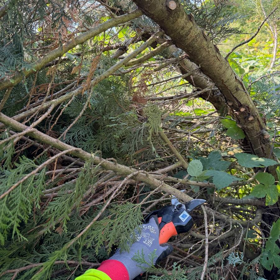 V okolici Ptuja, na Mestnem vrhu, sem ob hiši na vrhu hriba izvedel sanacijo snegoloma več manjših grmov in dreves. Po želji naročnice sem se najprej posvetil rastlinam ob dovozni cesti na južni strani. Grm sirskega o…