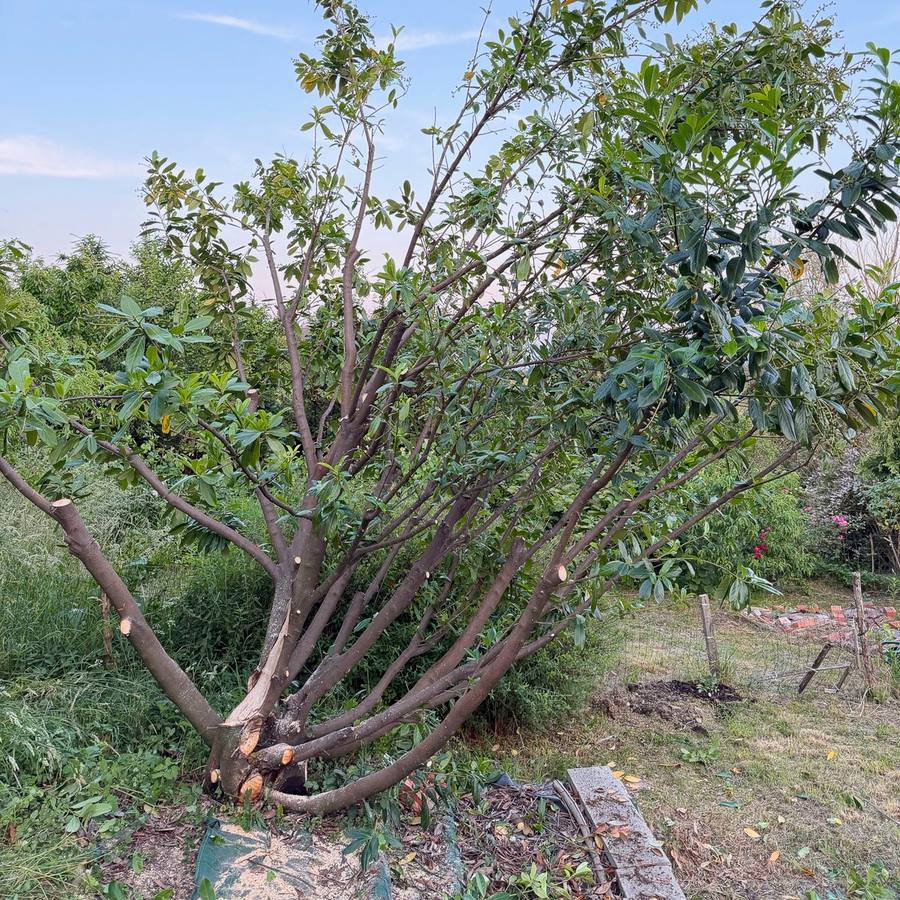 V okolici Ptuja, na Mestnem vrhu, sem ob hiši na vrhu hriba izvedel sanacijo snegoloma več manjših grmov in dreves. Po želji naročnice sem se najprej posvetil rastlinam ob dovozni cesti na južni strani. Grm sirskega o…