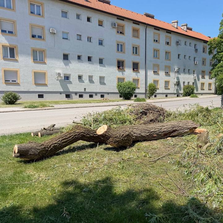 V Mariboru na Koroških vratih sem izvedel rušenje 10-metrske vrbe, na kateri sem pred enim tednom po naročilu lastnikov kot podizvajalec opravil odstranitev suhih vej. Takrat sem ob podrobnejšem pregledu stanja dreves…