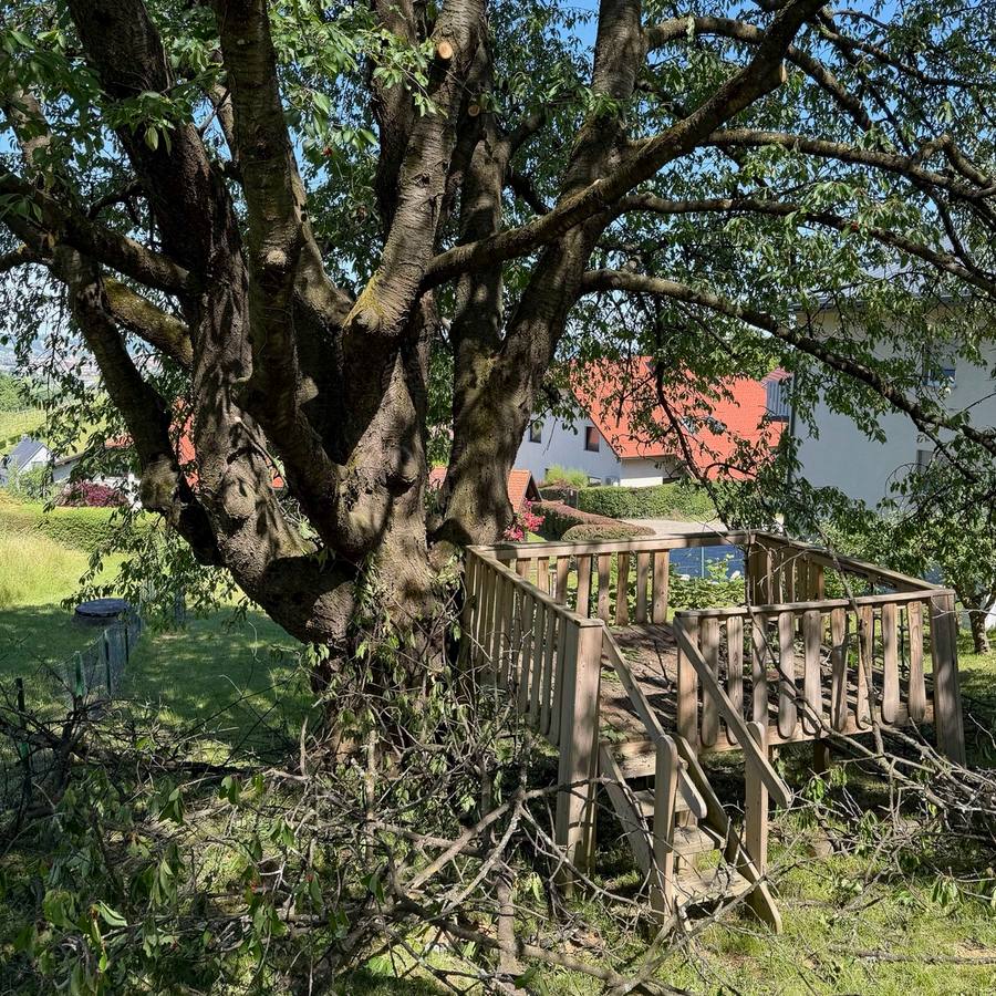V Limbušu pri Mariboru sem uredil krošnje več drevesom ob vikend hišici. Najprej sem dvignil krošnjo trem brezam nad dovozno potjo, jim odstranil več nižjih suhih vej ter eno vejo, ki je senčila krošnjo lipovca. Sledn…